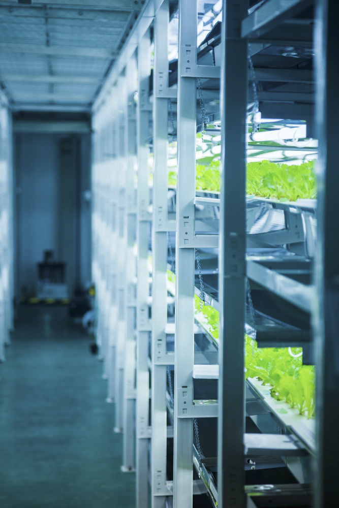 des étagères dans le Rôle des équipements dans la sécurité alimentaire